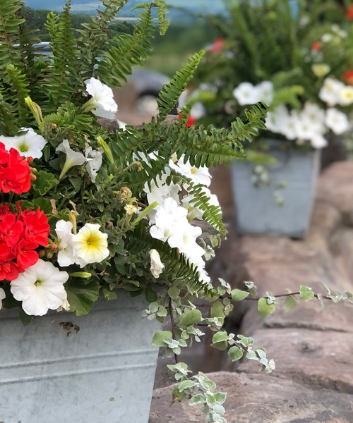metal garden containers with ferns and flowers