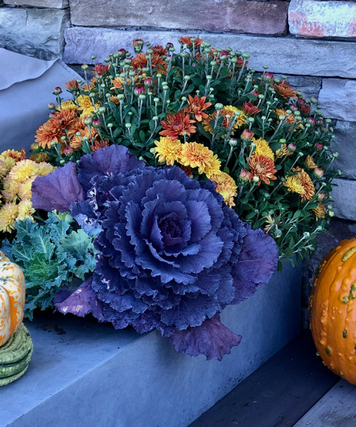 fall flower display with pumpkins