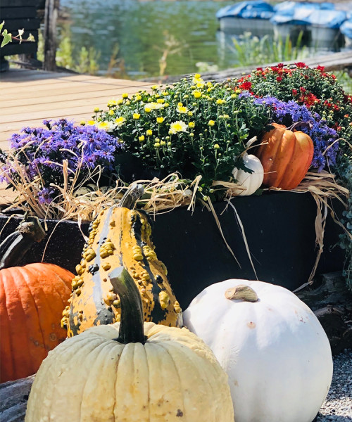 canoe with garden inside with pumpkins