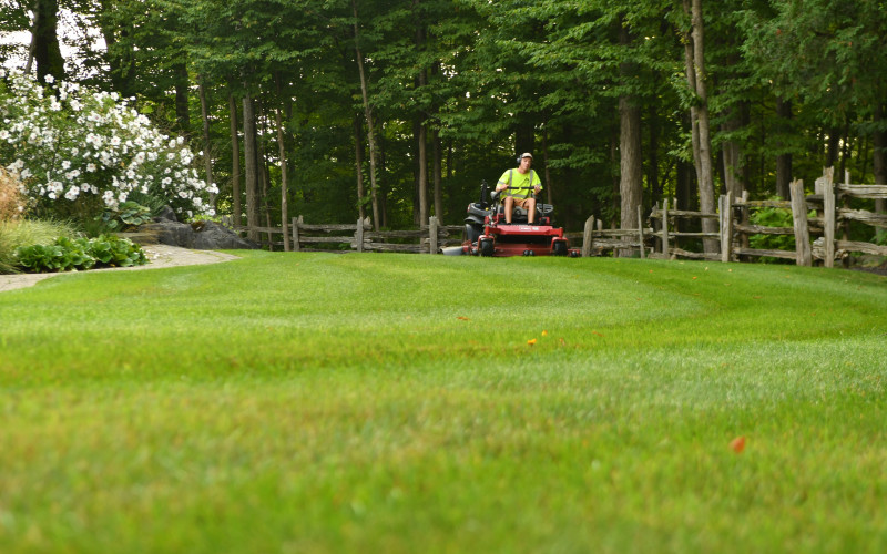 Common Lawn Diseases, Pests, and Lawn Issues