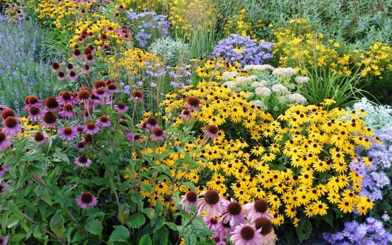 6 Steps to Maintaining Perennials in the Blue Mountain Area